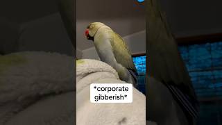 POV your boss is a jerk… work talkingbird talkingparrot funnyanimals corporate parrot irn [upl. by Ziguard]