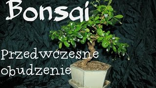 Przebudzie Wiązów drobnolistnych  pre bonsai drzewko bonsai [upl. by Harim]