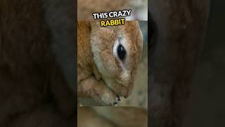 What Happened To This Rabbit Will Shock You😱 [upl. by Ennyrb892]