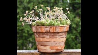 Monanthes polyphylla in bloom June 2024 [upl. by Lipcombe]