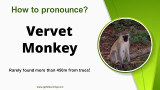 How to pronounce Vervet Monkey in English correctly [upl. by Llezniuq]