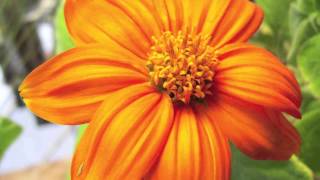 Tithonia rotundifolia  Mexican Sunflower [upl. by Krum412]