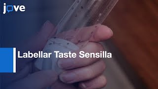 Labellar Taste Sensilla Electrophysiological Recording  Protocol Preview [upl. by Ecidnak461]