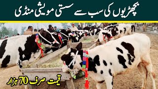 Heifers For Sale In Pakistan  Bachrian  Malumor Mandi Latest Update  Wachian  Pk Janwar Mandi [upl. by Mettah]