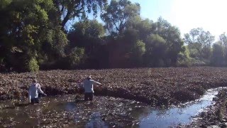 Tuolumne River AIS  Ceres  20160402 [upl. by Sidoon]