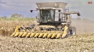 GLEANER Massey Ferguson CHALLENGER Combines Harvesting [upl. by Akira]