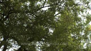 A majestic Neem Tree [upl. by Asin488]