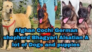 German Shepherd Pointer Dog Bhagyari Alsatian Puppies 03139393944 dogs [upl. by Eniaj]