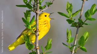 Yellow Warbler Song [upl. by Pooi]