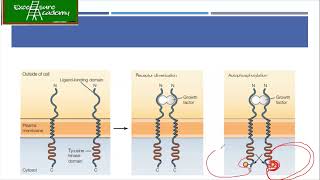 Cell Biology Lecture 46 Tyrosine Kinase Signaling Integrin Signaling JAKSTAT Pathway [upl. by Carole]