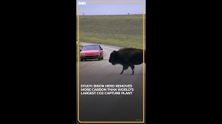 Study Bison herd removes more carbon than world’s largest CO2 capture plant [upl. by Esereht]