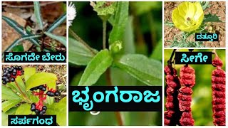 Plants names in kannada language Part 1 [upl. by Anayrb]