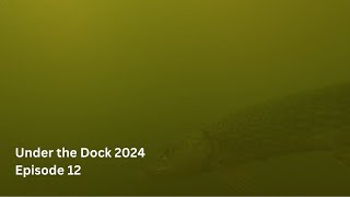 Under the Dock 2024 Episode 12 [upl. by Bram]