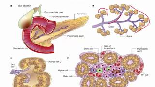 Sesión 02 Fisiología del páncreas endocrino [upl. by Shugart]