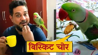 Parrot Pablo Bana बिस्कुट चोर 😍 [upl. by Yttocs]