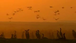 Bahrain Desert Birds  Planet Earth  BBC Earth [upl. by Bannon]