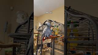 Gizmo’s at it again—told Siri to ‘squawk off’ Wow funnyparrot bird talkingparrot parrot [upl. by Caril]