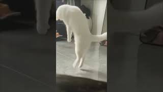 Drunk Cat Kick  CAT KUNGFU😂🐈cat​s cutecates​ kitten​ shorts​ Tranding [upl. by Eillac606]