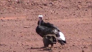 Buitre cabeciblanco Trigonoceps occipitalis · Whiteheaded Vulture [upl. by Revilo]