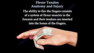 Flexor Tendon Anatomy And Injury  Everything You Need To Know  Dr Nabil Ebraheim [upl. by Negroj]