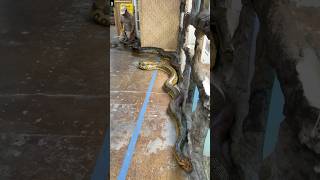 Helping my Anaconda with its shedding🤯 [upl. by Joana425]