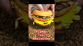 BigMac vs Mealworms mealworms maggots mcdonalds burger [upl. by Kanal]