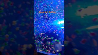 Lets see Jellyfish in Aquarium kollam aquariumshorts jellyfishintheseaexperience [upl. by Aneetsirhc8]