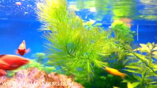 Myriophyllum elatinoides [upl. by Zawde]