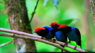 NETFLIX OUR PLANET BIRD MATING DANCE FUNNY David Attenborough [upl. by Friend332]