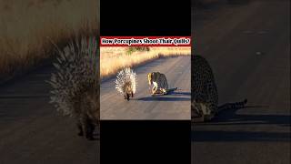 How porcupines attack their enemies shorts wildanimals trendingshorts [upl. by Ettenav]