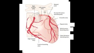 RESTRICTIVE CARDIOMYOPATHY [upl. by Eletnahs]