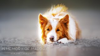 In Memory of Maddox Border Collie [upl. by Srini]