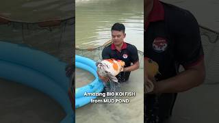 Amazing Big Koi Fish harvested from mud pond  koi koifish nishikigoi koifarm [upl. by Sicard]