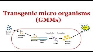 Transgenic Microorganisms GMMs  2024 [upl. by Alarise969]