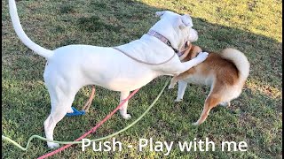 129 Girl Dogs Shiba and Pitbull Play Wrestle Mouth 08302024 shiba pitbull [upl. by Tenrag43]