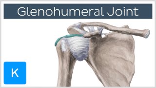 Glenohumeral Shoulder Joint  Definition  Human Anatomy  Kenhub [upl. by Aimaj]