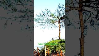 Goa Varca Beach ll Ytshort ll travel [upl. by Jemine]