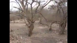 Unbelievable Lion safari in Gir [upl. by Sidky]