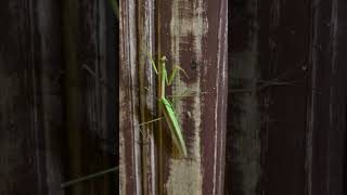 Mantis in Cambodia [upl. by Assirod]