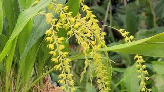 Dendrochilum formosanum in Bloom Rare Orchid Species Care Tips [upl. by Crystal318]