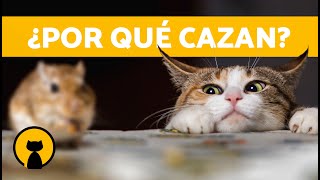 ¿Por qué los GATOS CAZAN RATONES 🐱⚡🐭 ¡Descúbrelo [upl. by Edrahs]