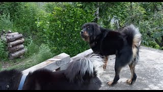 Bhotia Dog Dabu llHeavy Barking Soundll Shortvideo llBharat k Dogsll [upl. by Marcille]