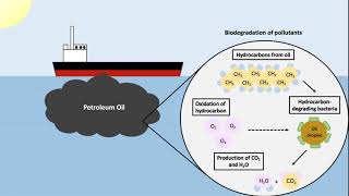 Microbial biodegradation  Wikipedia audio article [upl. by Gibert]