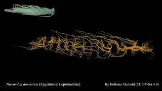 Silverfish  Thermobia domestica Zygentoma Lepismatidae tracheae [upl. by Helm]