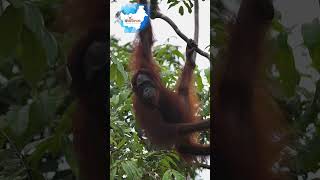 Echoes of the Forest The Lives of Wild Orangutans in Kalimantan indonesia kalimantan orangutans [upl. by Aldora620]