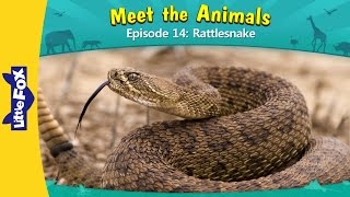 Meet the Animals 14  Rattlesnake  Wild Animals  Little Fox  Animated Stories for Kids [upl. by Marta]