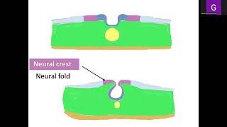 Lecture 2 General Embryology [upl. by Maximo]