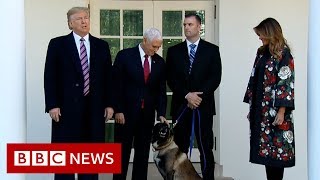 Trump parades Baghdadi dog  BBC News [upl. by Laehcar]