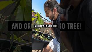 DIY Mango Tree in a Pot 🥭 creative explained [upl. by Amilb]