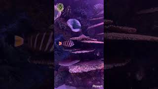 sailfin surgeonfish trustgod fishinglife shortvideo shorts [upl. by Vigen447]